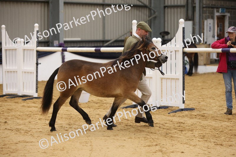 20260913-1270 - Class 113 - Yearling