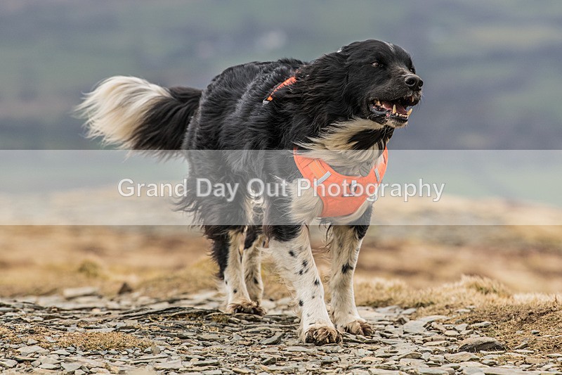 Coledale-1270 - Coledale Horseshoe Fell Race Saturday 29th March 2025
