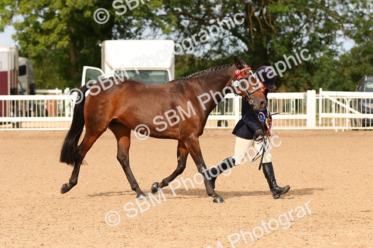 SBM_10252 - Class 205 - IH Show Pony - Show Hunter Pony