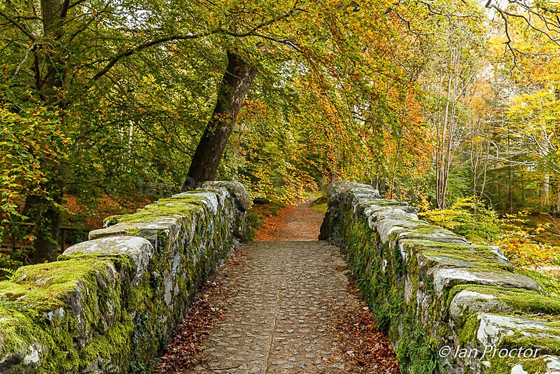 Tollymore Forest 2020 - Foley's Bridge South Side - Autumn