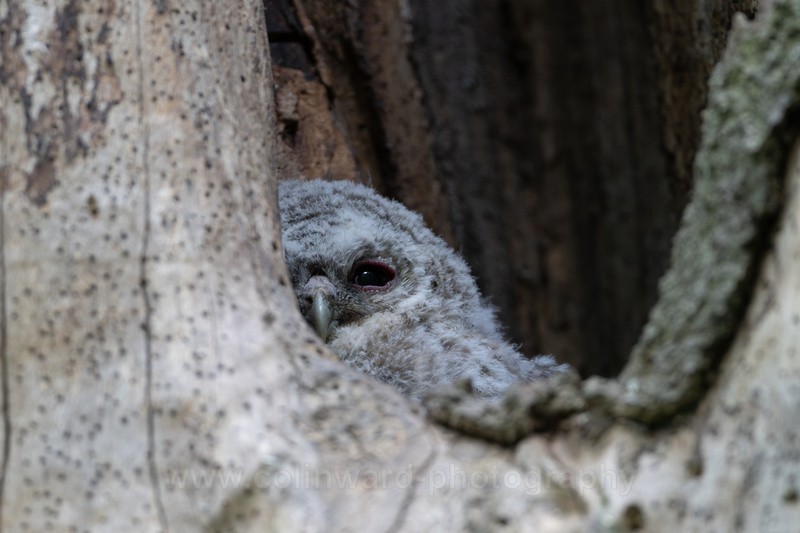 Tawny owl chick.   ref 2362 - macro and nature.