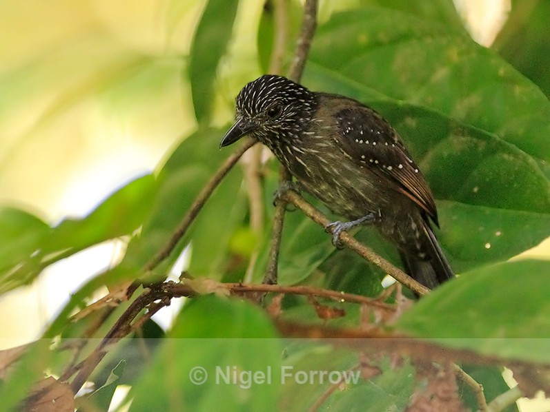 Black-hooded Antshrike (female) perched on a branch at the forest edge - Black-hooded Antshrike