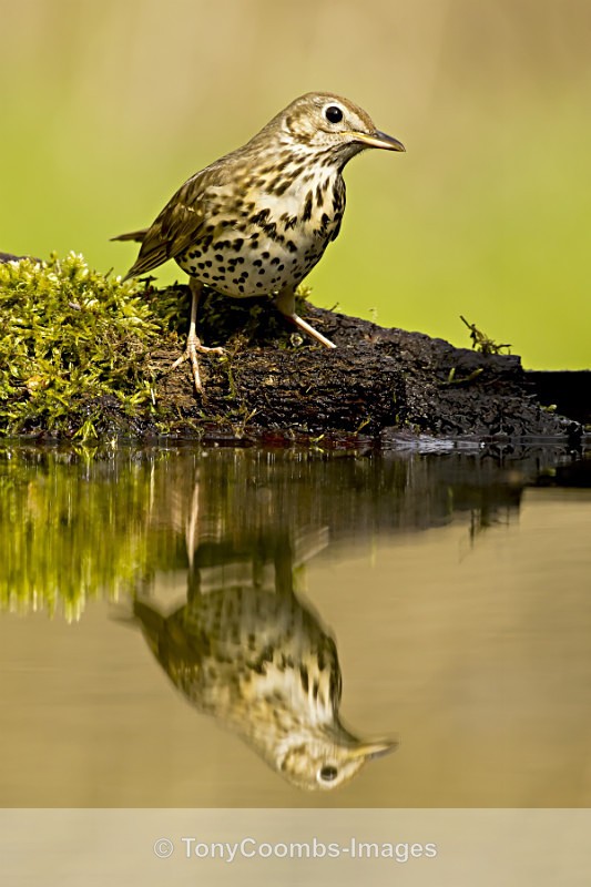 Song Thrush - Drinking Pool Hides