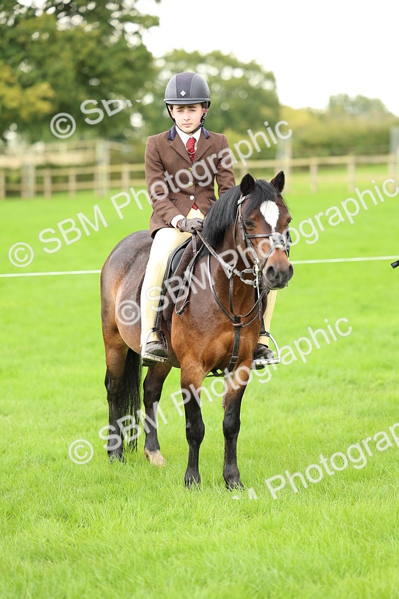 SBM_41866 - S32 - Mountain & Moorland Working Hunter Pony