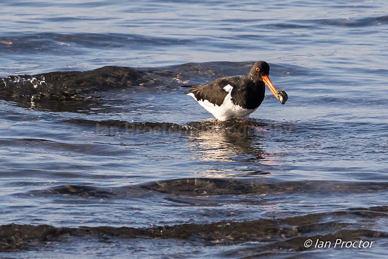 Oystercatcher With a Snack! - Nature