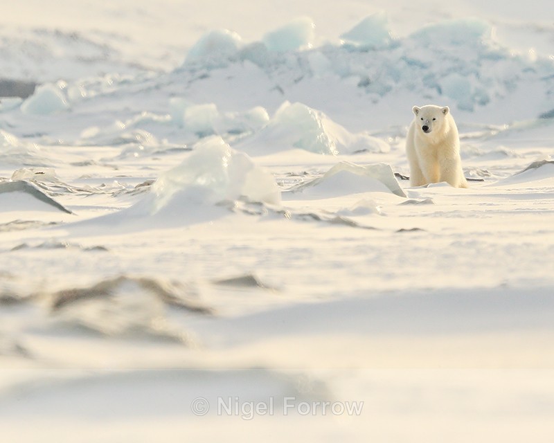 Polar Bear cub in ice field, Svalbard, Norway - Polar Bear