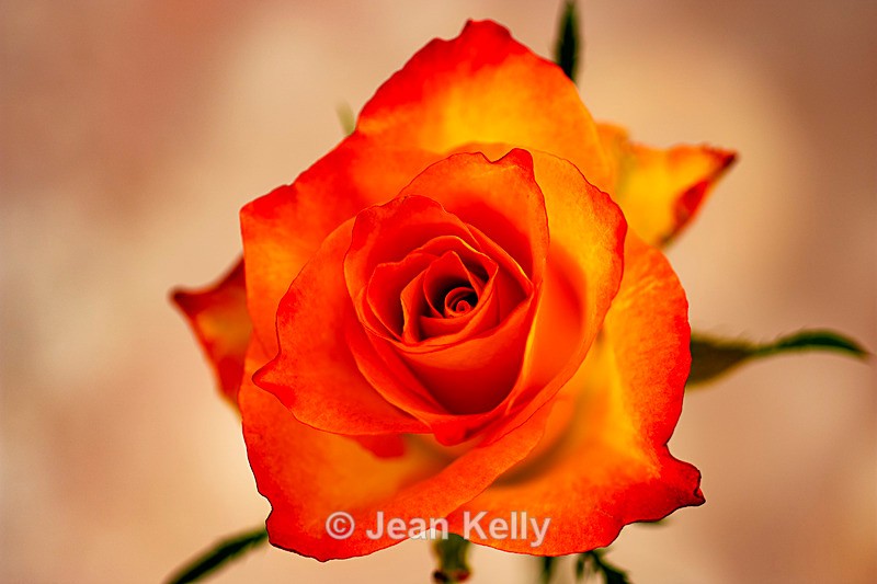 Single Orange Rose - DSC_2434 - Orange