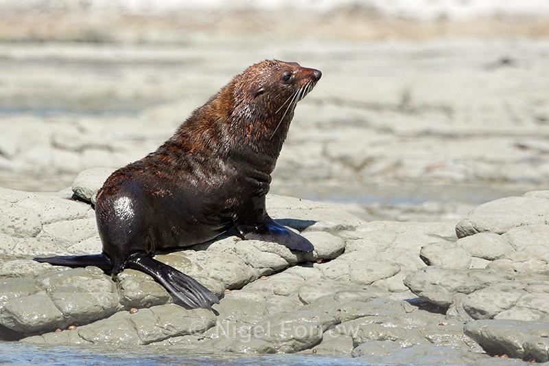 New Zealand Fur Seal, Kaikoura, South Island - Seal