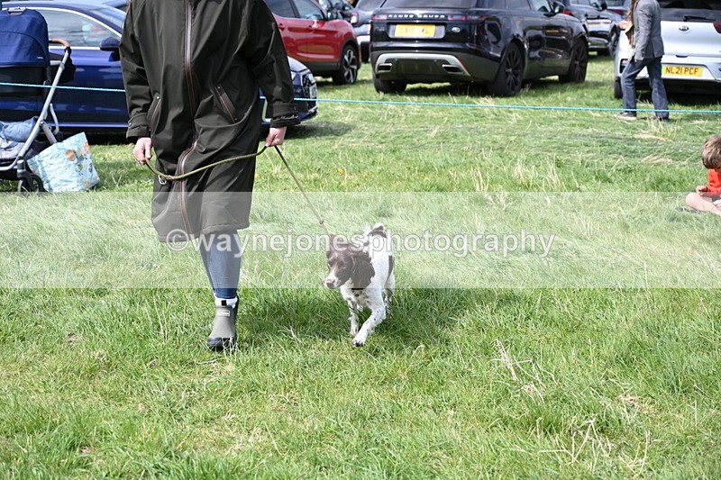 WJ6_8996 - Class 8 Best Working / Gun Dog or Bitch