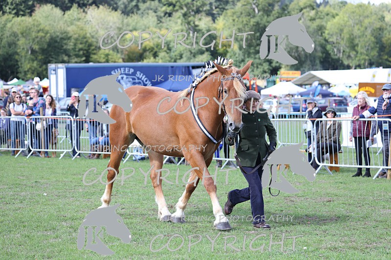 APP_3215 - Class 3 Youngstock