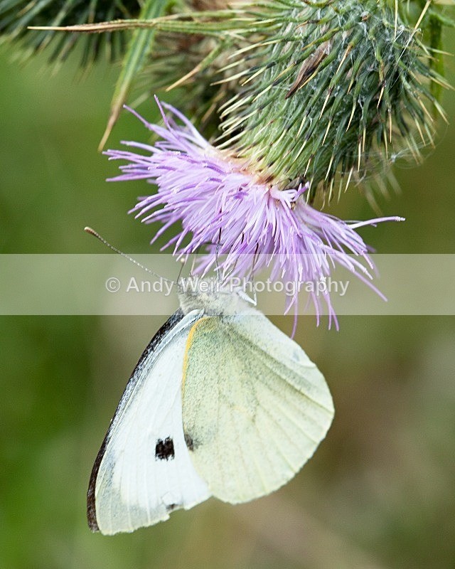 20110820-IMG_6324 - Butterflies & Moths