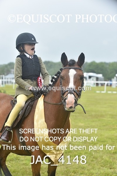 JAC_4148 - 40CM WORKING HUNTER