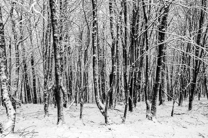 Silver Birch - Rivington And Surrounding Areas