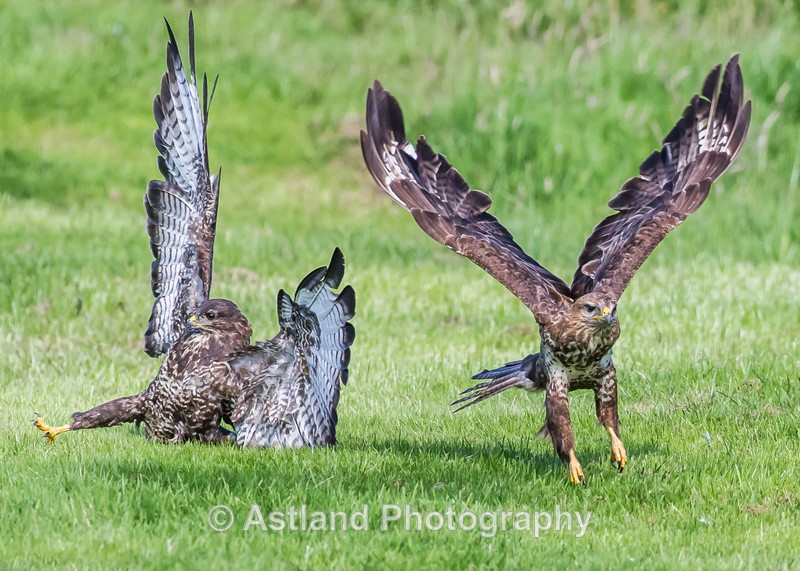 Astland Photography, Bird and Wildlife Images, Susan and Peter Wilson, U.K.