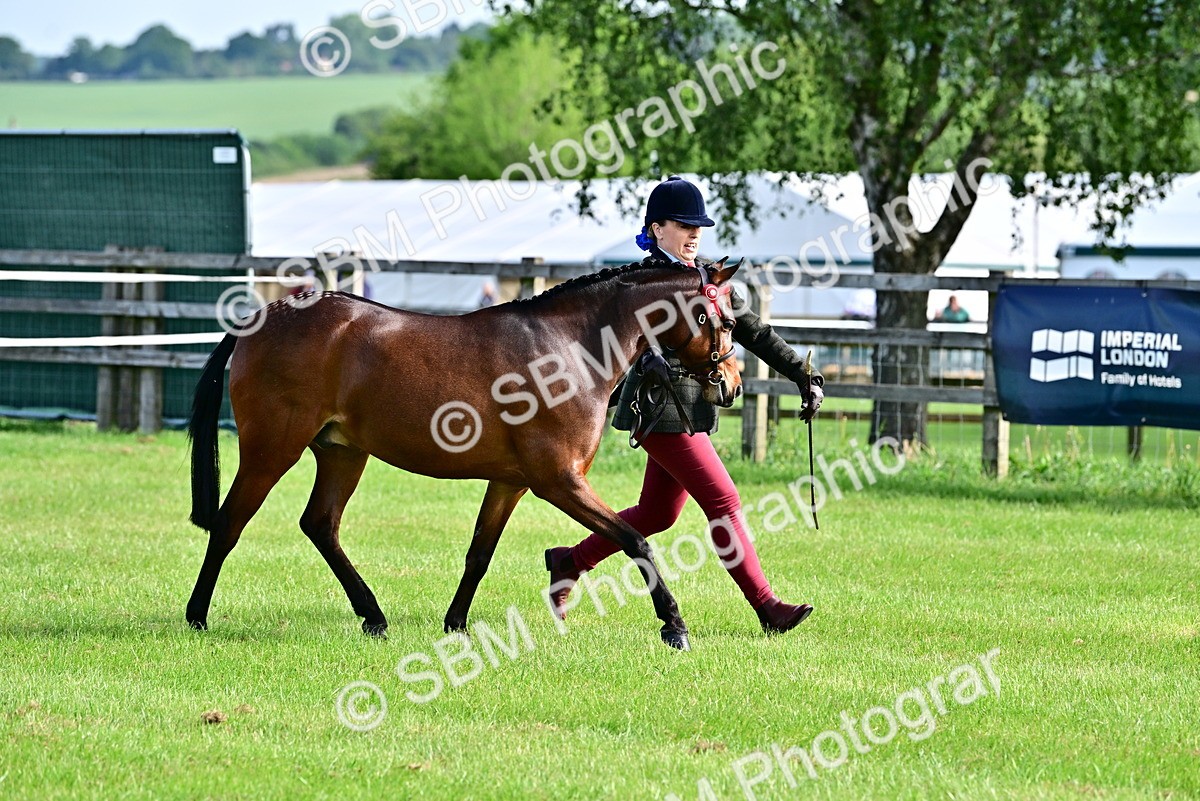 SBM_00962 - Class 46-49 - Arab and Part Bed-Anglo Arab In Hand