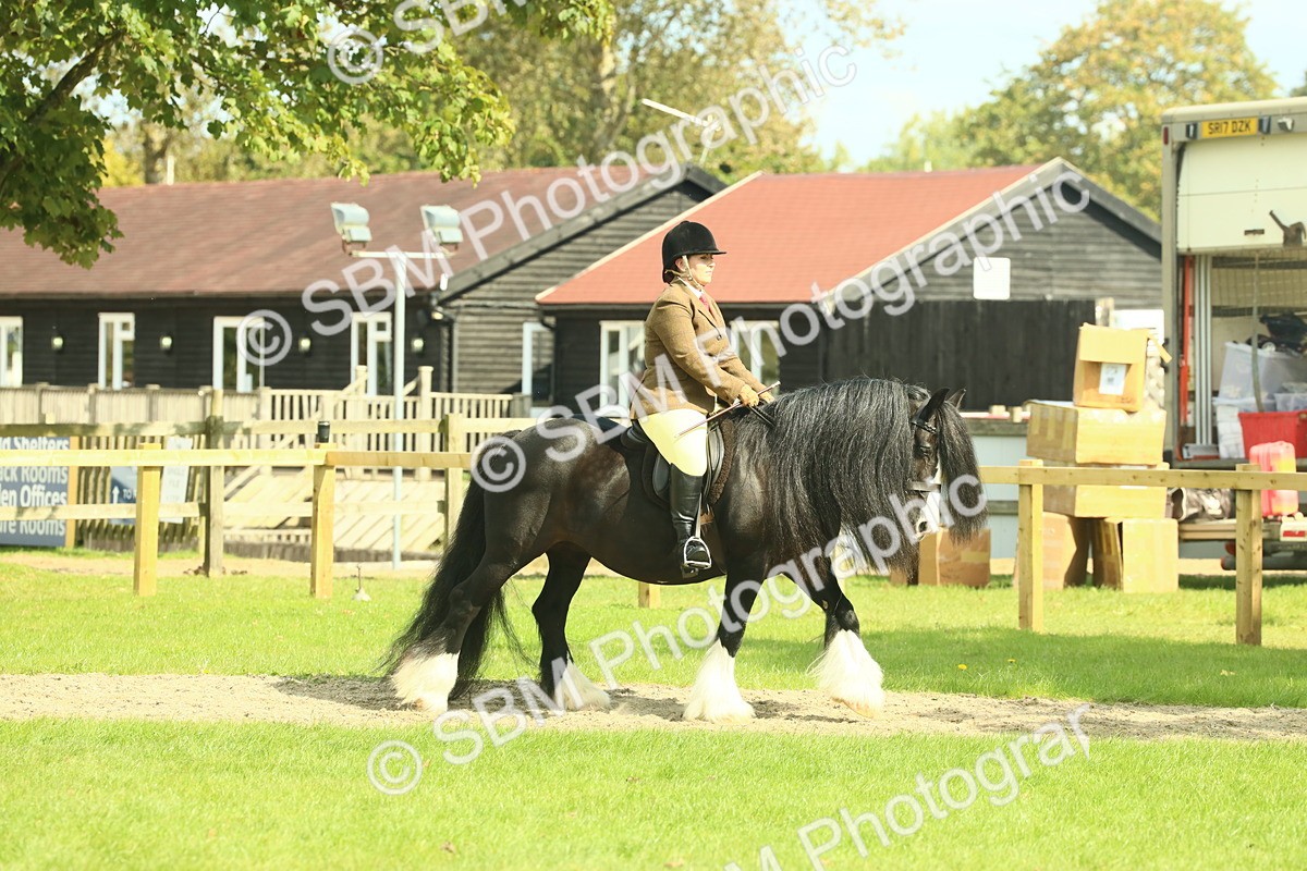 SBM_66388 - S34 - Rehabilitated Rescue Horse & Pony In Hand & Ridden