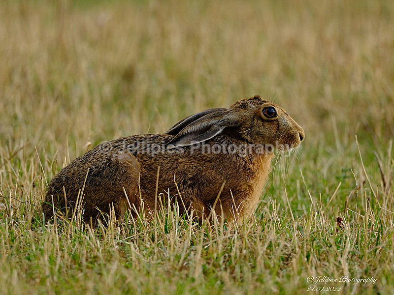  - Wildlife and Nature