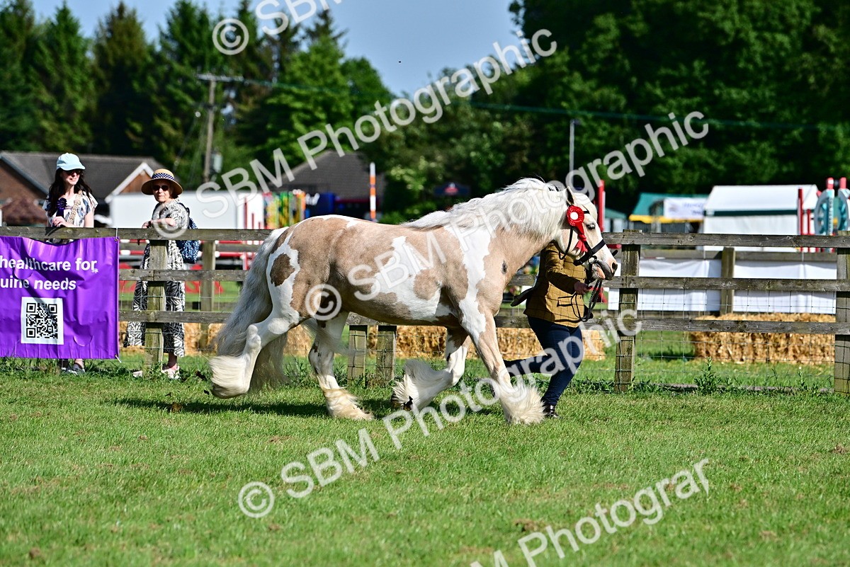 SBM_10141 - Class 63-65 - Traditional Gypsy Cobs In Hand & Ridden