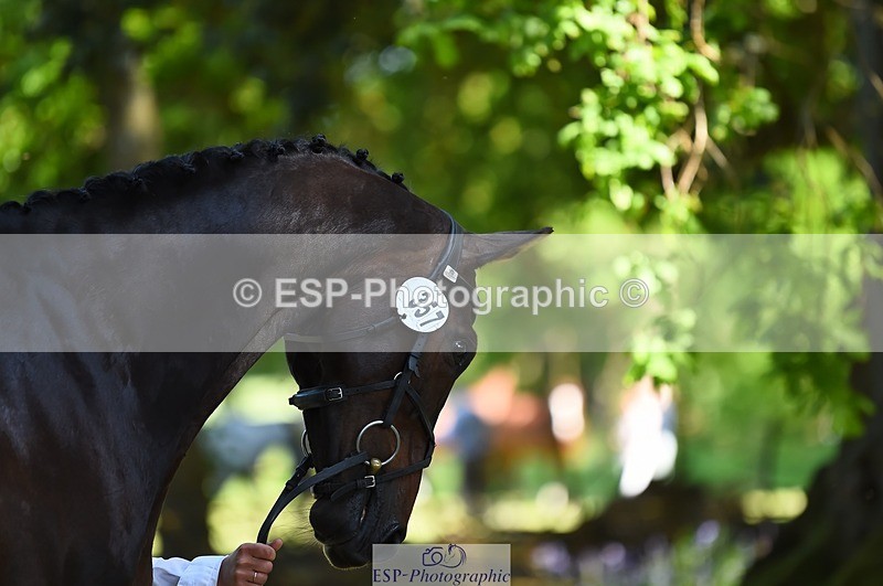 230524-153238-00344 - 357-VIVENDI_HERO-Saffron_Cresswell-WEDTrotUp+DR