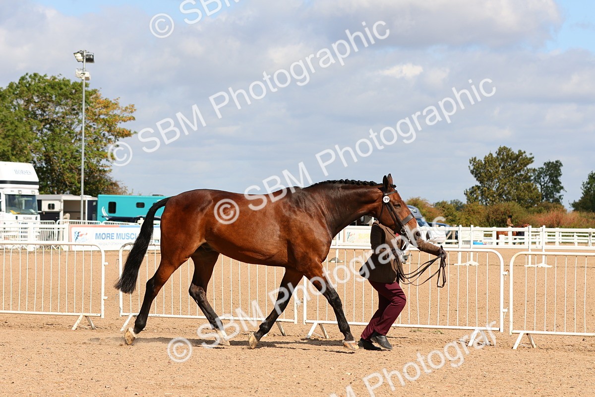 SBM_11160 - Class 208 - IH Veteran Horse