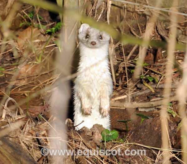 Stoat - Wildlife & Landscape