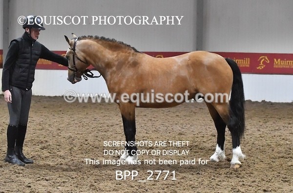 BPP_2771 - LOOSE JUMPING / SPSS