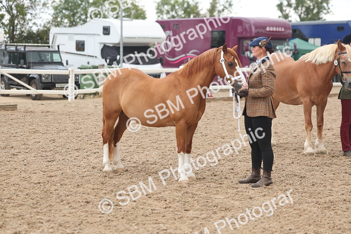 SBM_03259 - Class 16 - IH M&M Wildcard