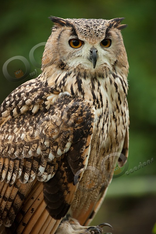 european eagle owl Bubo bubo owl-6390 - Owls of the World