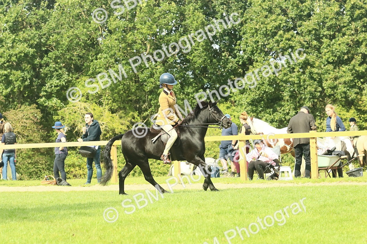 SBM_66511 - S34 - Rehabilitated Rescue Horse & Pony In Hand & Ridden