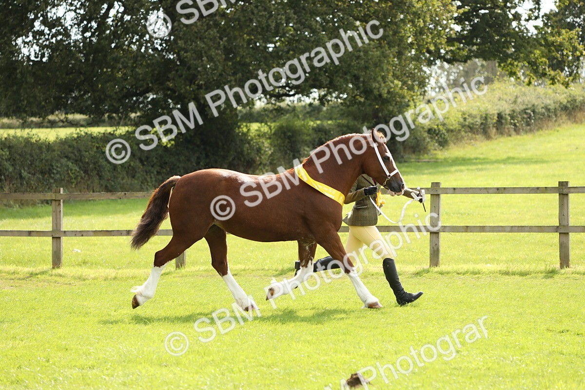SBM_66250 - In Hand Pony & Youngstock Supreme Championship