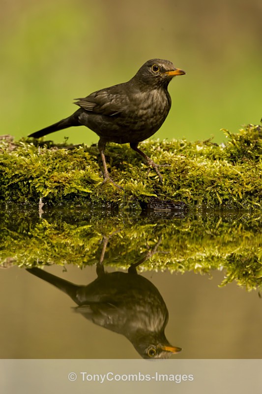 Blackbird  (f) - Drinking Pool Hides