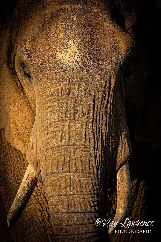 African Elephant - 0010 - Vulnerable and Beyond