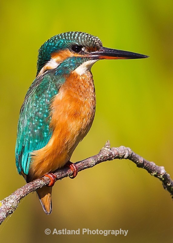 Astland Photography, Bird and Wildlife Images, Susan and Peter Wilson, U.K.