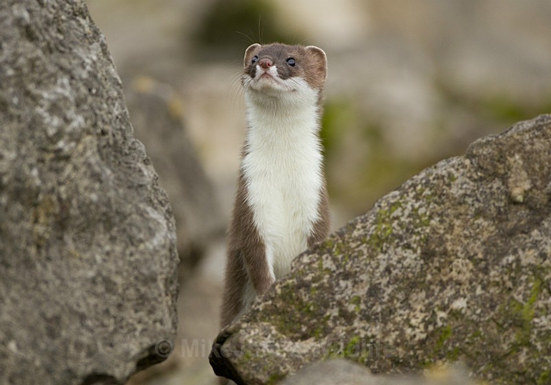 Stoat Kit. Conwy, ref st 18