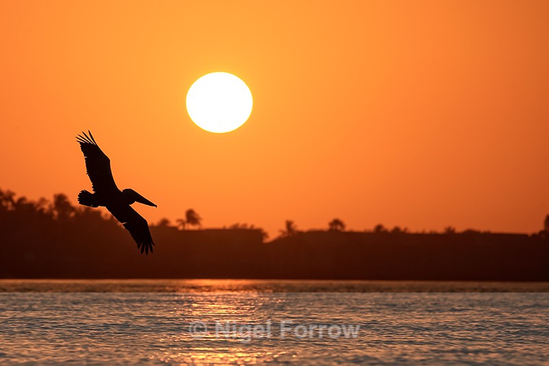 Brown Pelican silhouette in flight at sunset, Sanibel Island, Florida - Brown Pelican