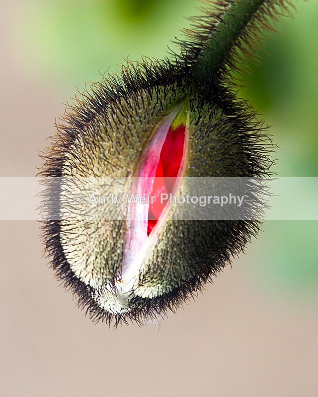 20130526-_MG_3837 - Plants & Flowers