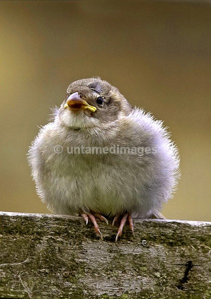 House sparrow - United Kingdom