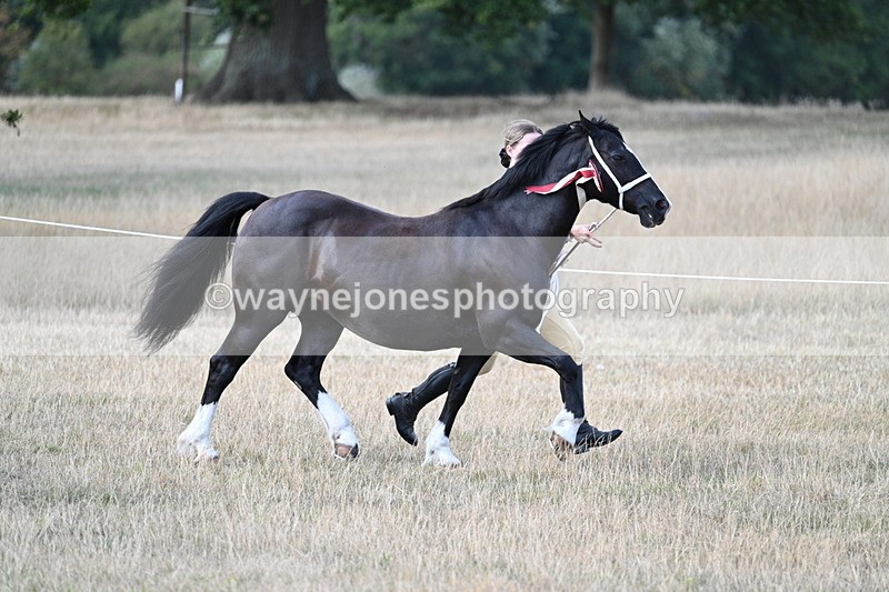 WJ7_8417 - In-hand Championship