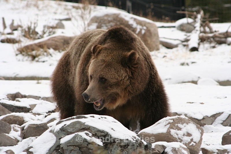  - Yellowstone