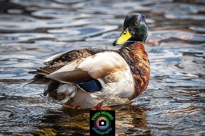 BBW-19-Mr Mallard on the Loch - Water-based Birds