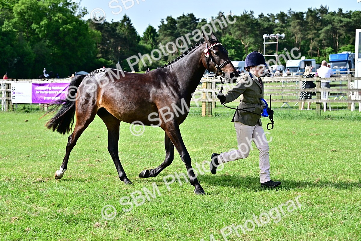 SBM_01094 - Class 46-49 - Arab and Part Bed-Anglo Arab In Hand