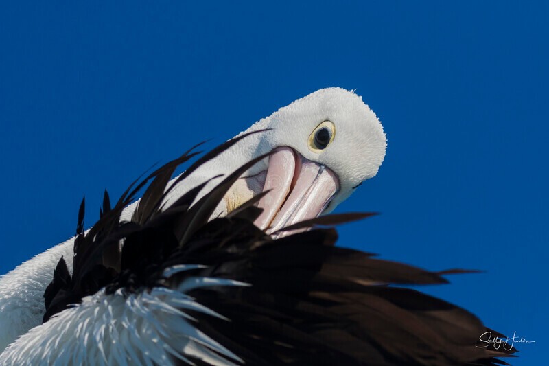 0A3A7403 - 2024 Hervey Bay Whales