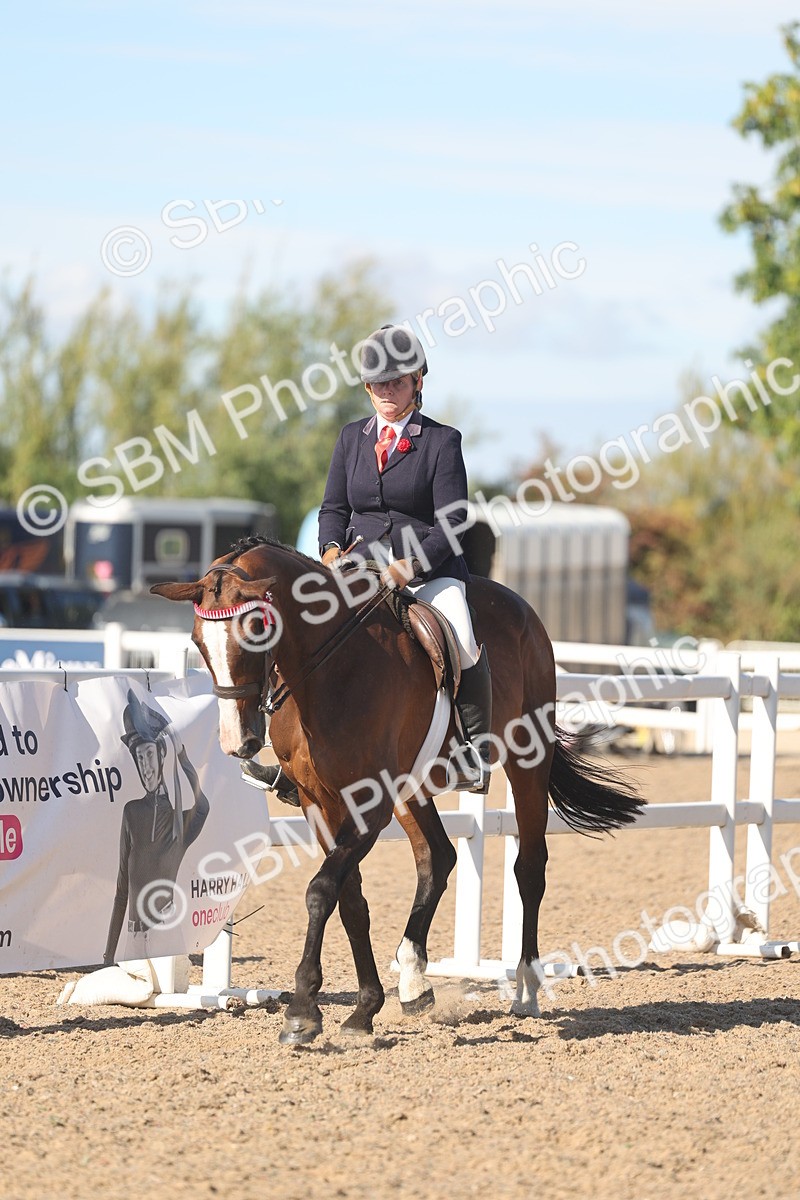 SBM_13060 - Class 305 - Ridden Foreign Breed Pure Bred