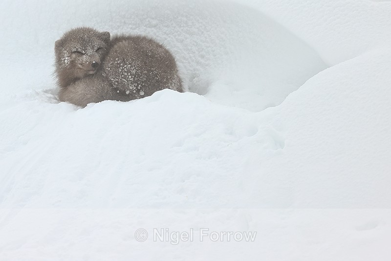 Arctic Fox sheltering from blizzard, Hornstrandir, Iceland - Arctic Fox