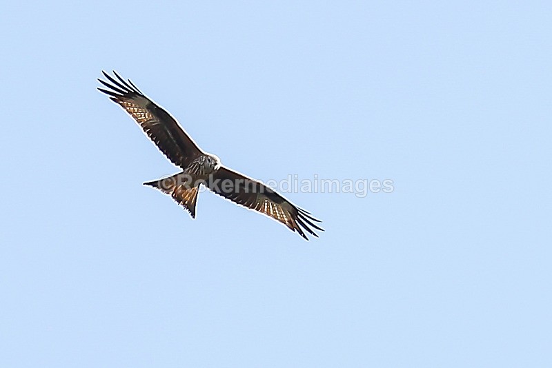  - Out N about in Henley