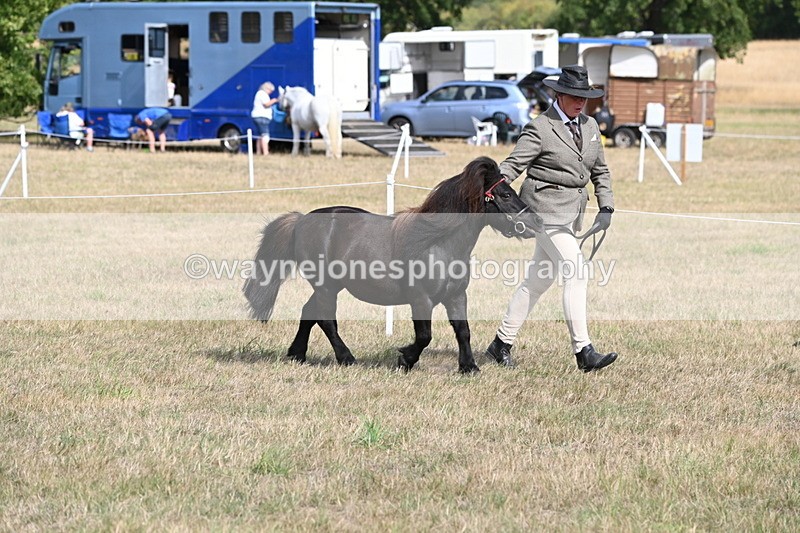 WJ6_6807 - Class 21 Shetland & Mini Horses