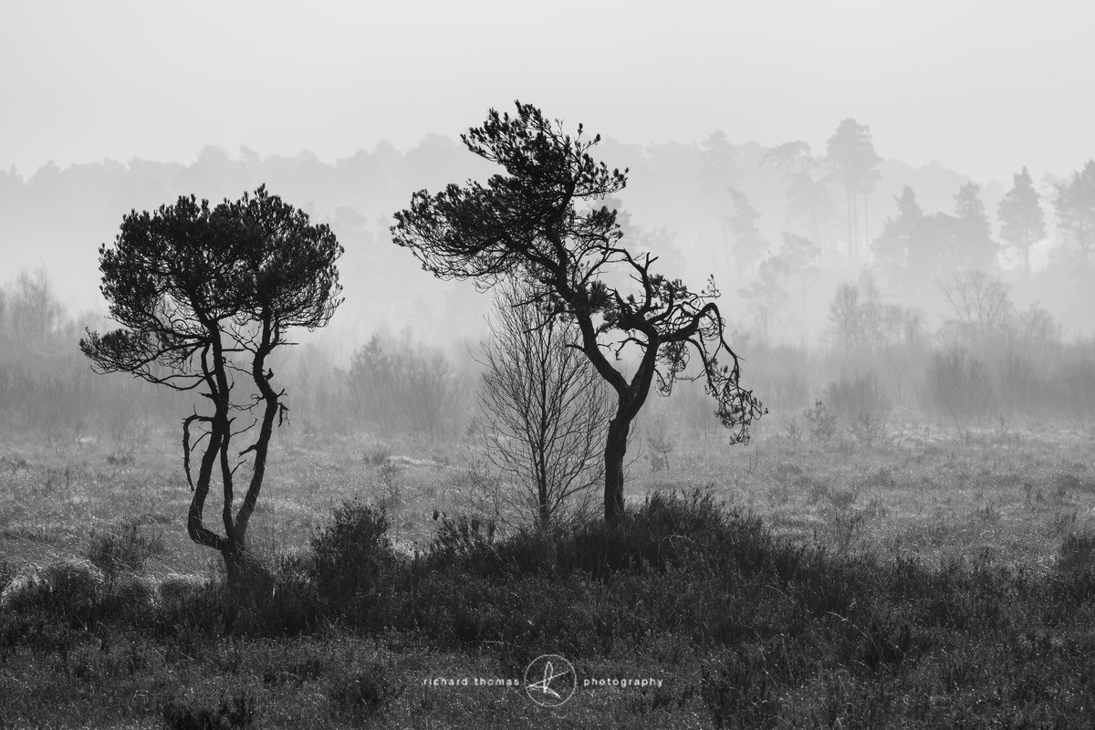 Two in the morning - Mono Mist Trees
