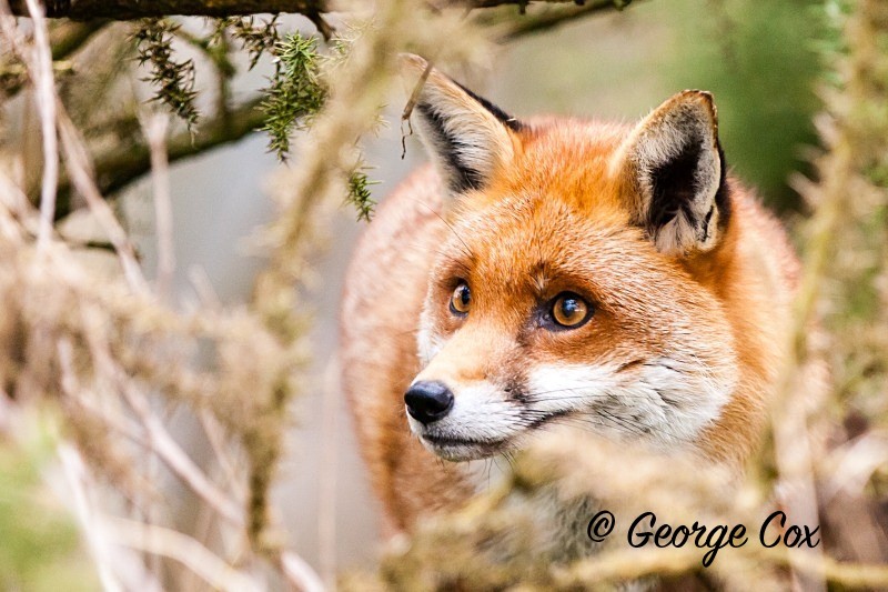 Red Fox