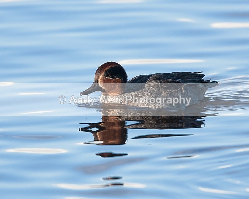 20081128-IMG_0892 161 - Teal