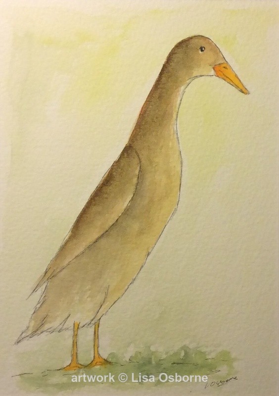 Brown runner duck - Animals